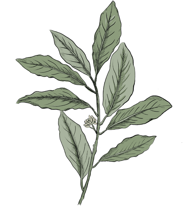 Laurel
